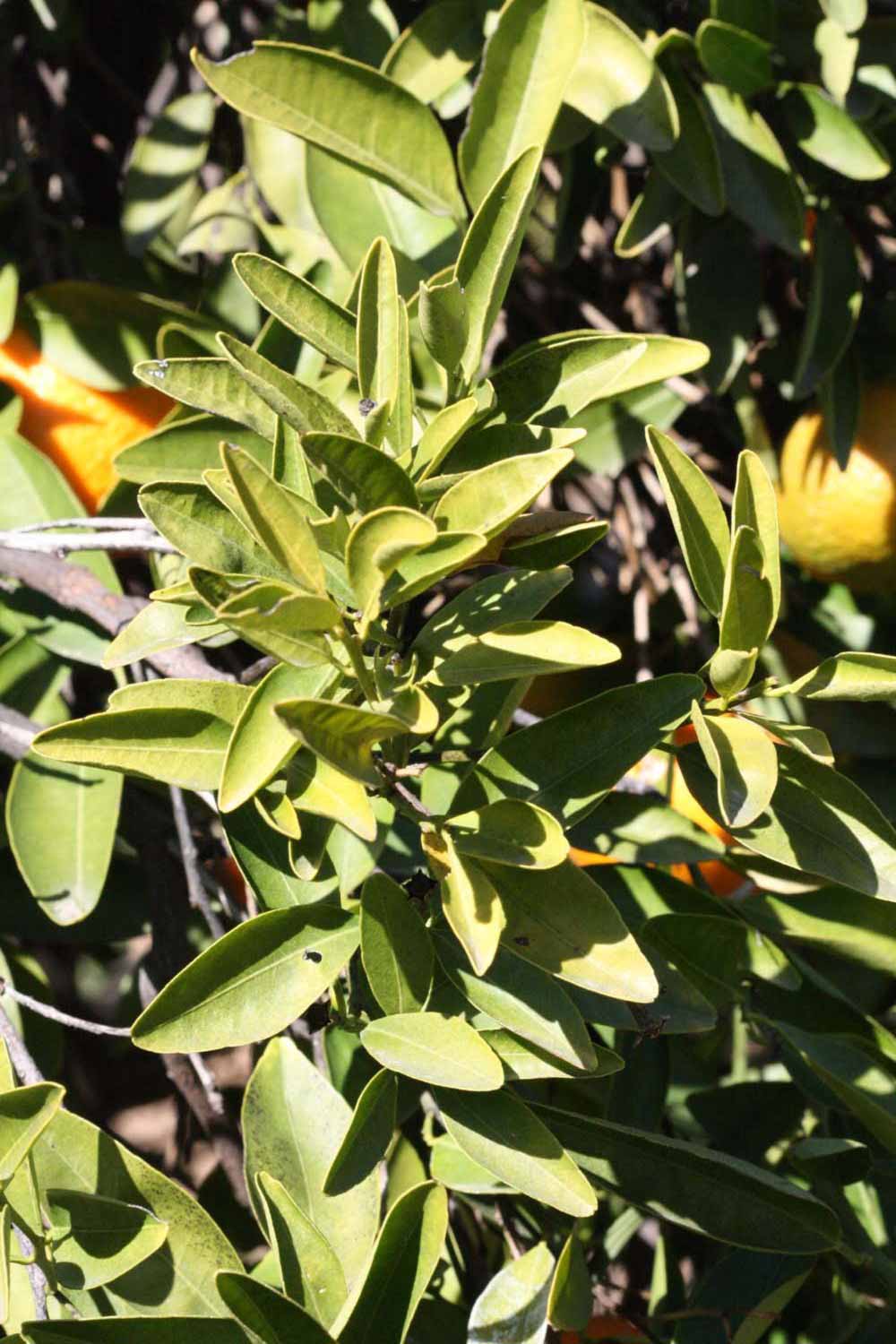              Sun leaves (Riverside, CA)       